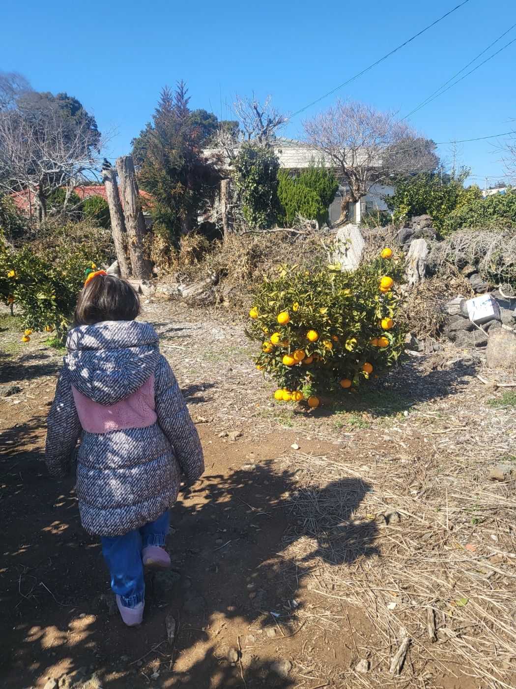 제주도 한라봉 체험&amp;#44; 감귤 체험