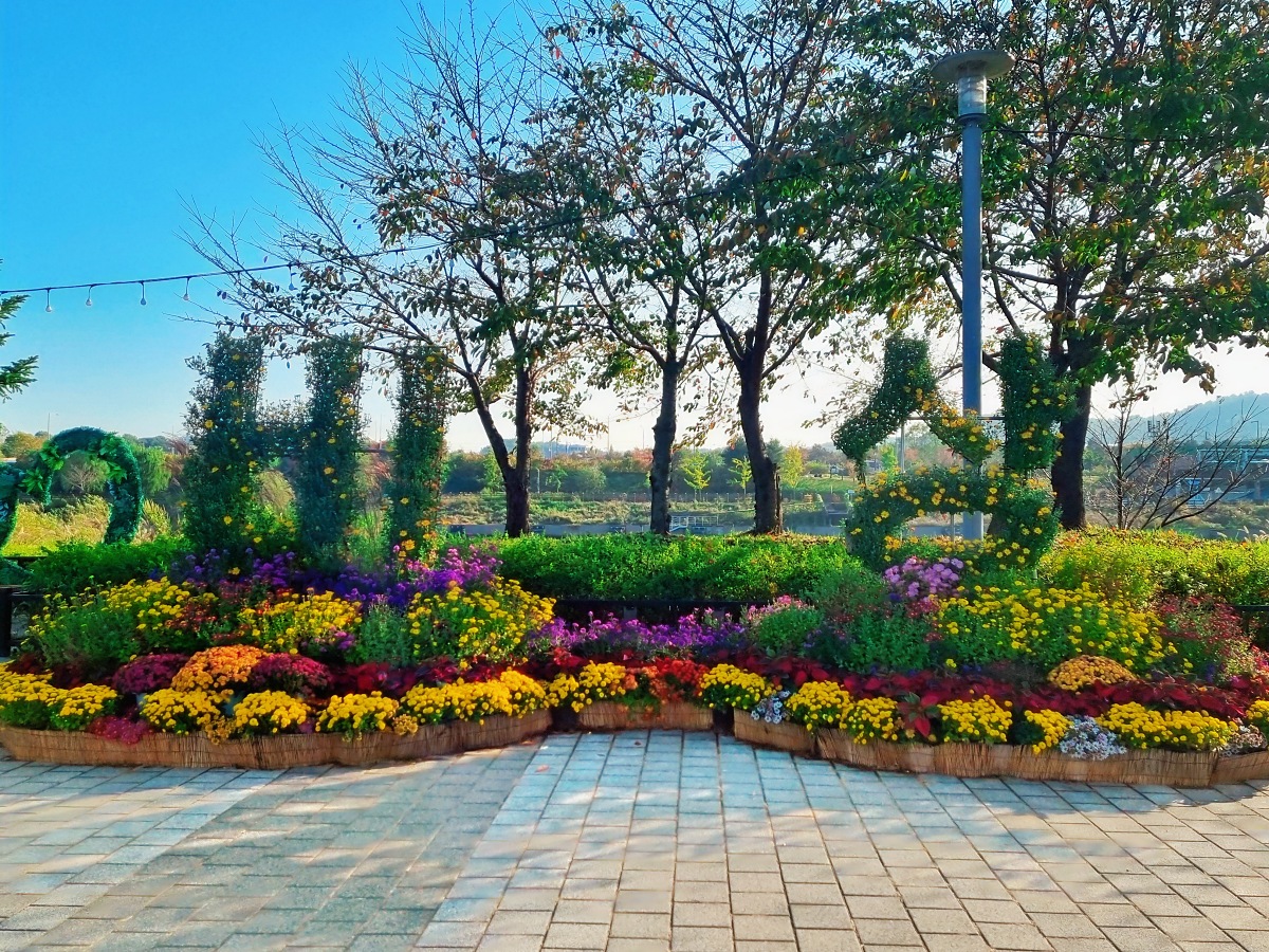 2024 인천 계양 아라온 가을꽃 전시회&amp;#44; 국화 축제(~11.10.): 야경&amp;#44; 아라뱃길&amp;#44; 전통놀이 체험