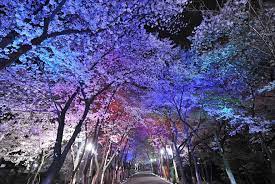 충북 벚꽃 캠핑장 충북 벚꽃 명소 충북 제천 벚꽃 단양 벚꽃 충청도 벚꽃 충남 벚꽃 충청도 벚꽃 명소 청풍 벚꽃 제천 청풍호 벚꽃 보은 벚꽃 의림지 벚꽃 영동 벚꽃 사람없는 벚꽃 충청 벚꽃 충북 벚꽃 전남 벚꽃 명소 전남 벚꽃 캠핑장 전남 벚꽃 캠핑 전남 벚꽃 개화시기 전남 벚꽃 글램핑 전남 장흥 벚꽃 전남 벚꽃시기 전남 벚꽃 개화 광주 벚꽃 구례 벚꽃 전남 꽃구경 전남 매화 섬진강 벚꽃 담양 벚꽃 나주 벚꽃 전북 벚꽃 화순 벚꽃 보성 벚꽃 전남 벚꽃축제 영암 왕인박사 벚꽃 전남 벚꽃 전남 벚꽃캠핑 전남 벚꽃 숨은 명소