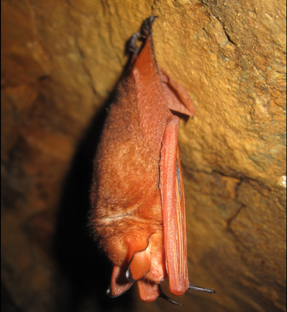 붉은박쥐는 왜 사라졌나?|한국 멸종위기 야생동물 실태와 보호대책