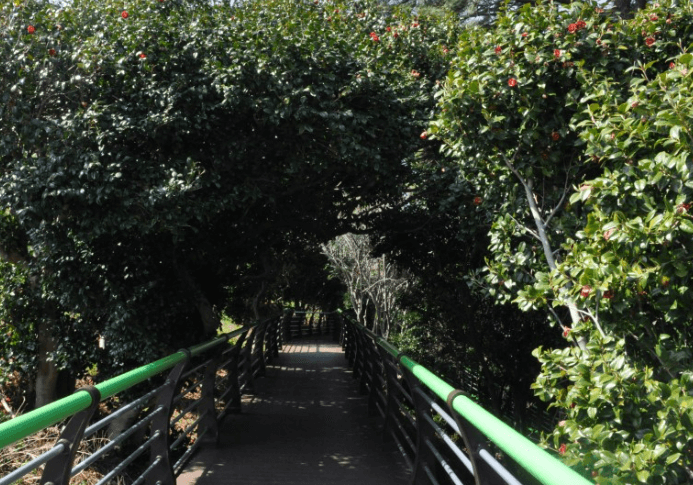 힐링동백숲길_동백꽃동굴길