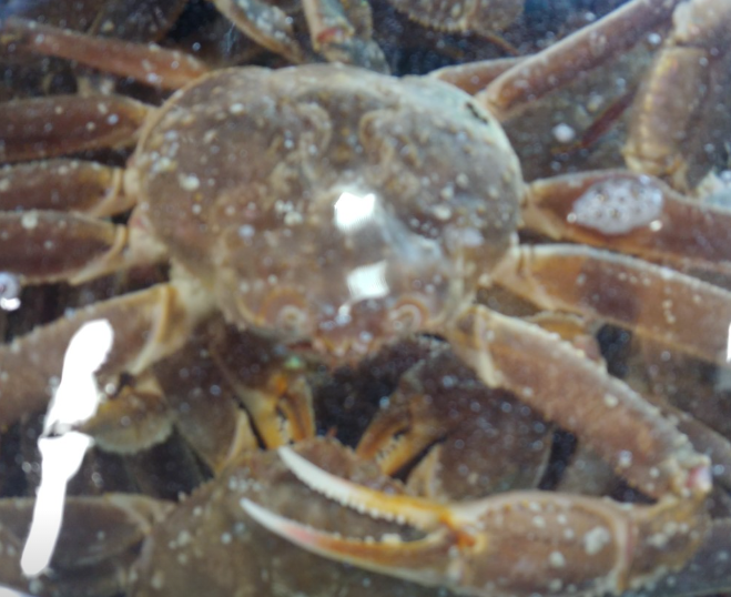 동해킹크랩대게 대표 메뉴