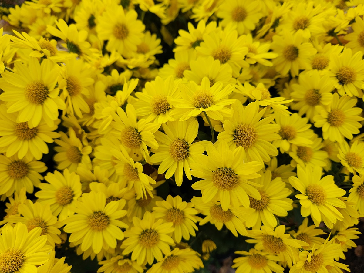 소국