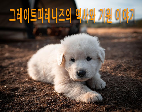 그레이트피레니즈의 역사와 기원 이야기