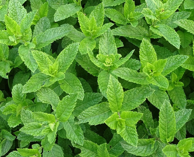 지방간줄이는방법