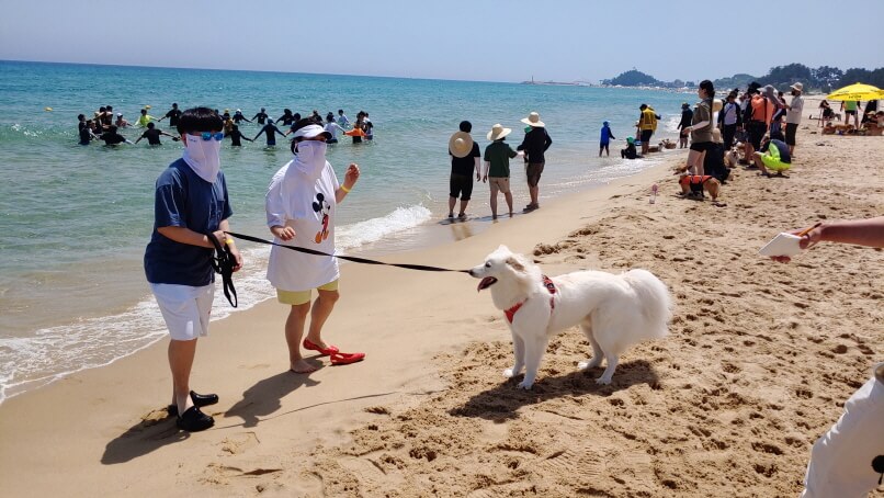 댕댕이랑 함께 바다 뛰놀기! 국내 유일 강아지 전용 해변, 멍비치 개장!