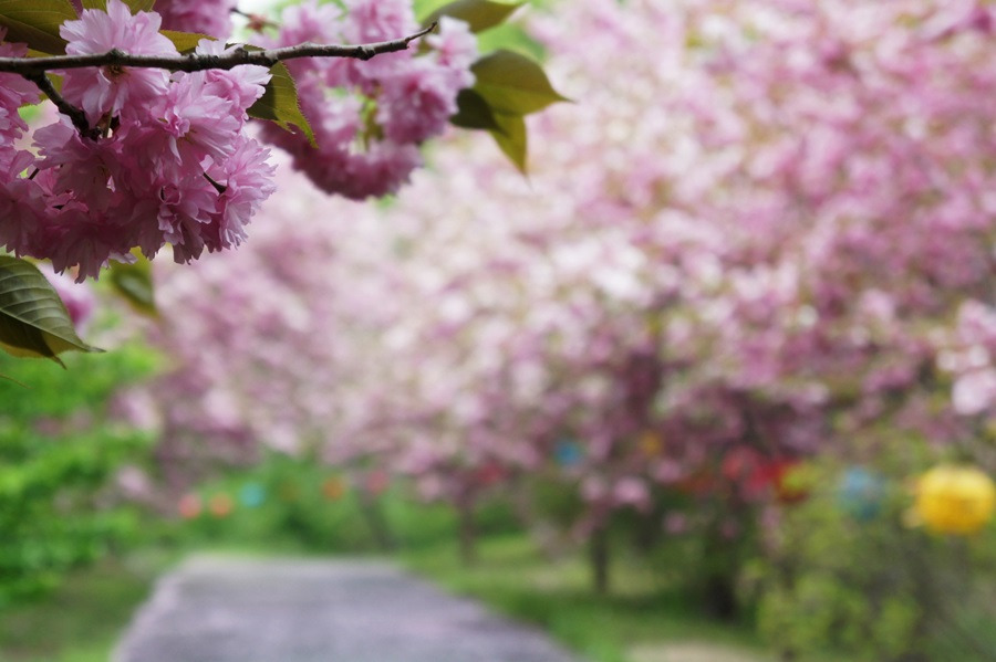 서산 문수사 겹벚꽃 / 사진출처=서산시