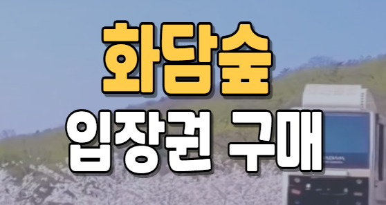 화담숲-벚꽃-주차-5