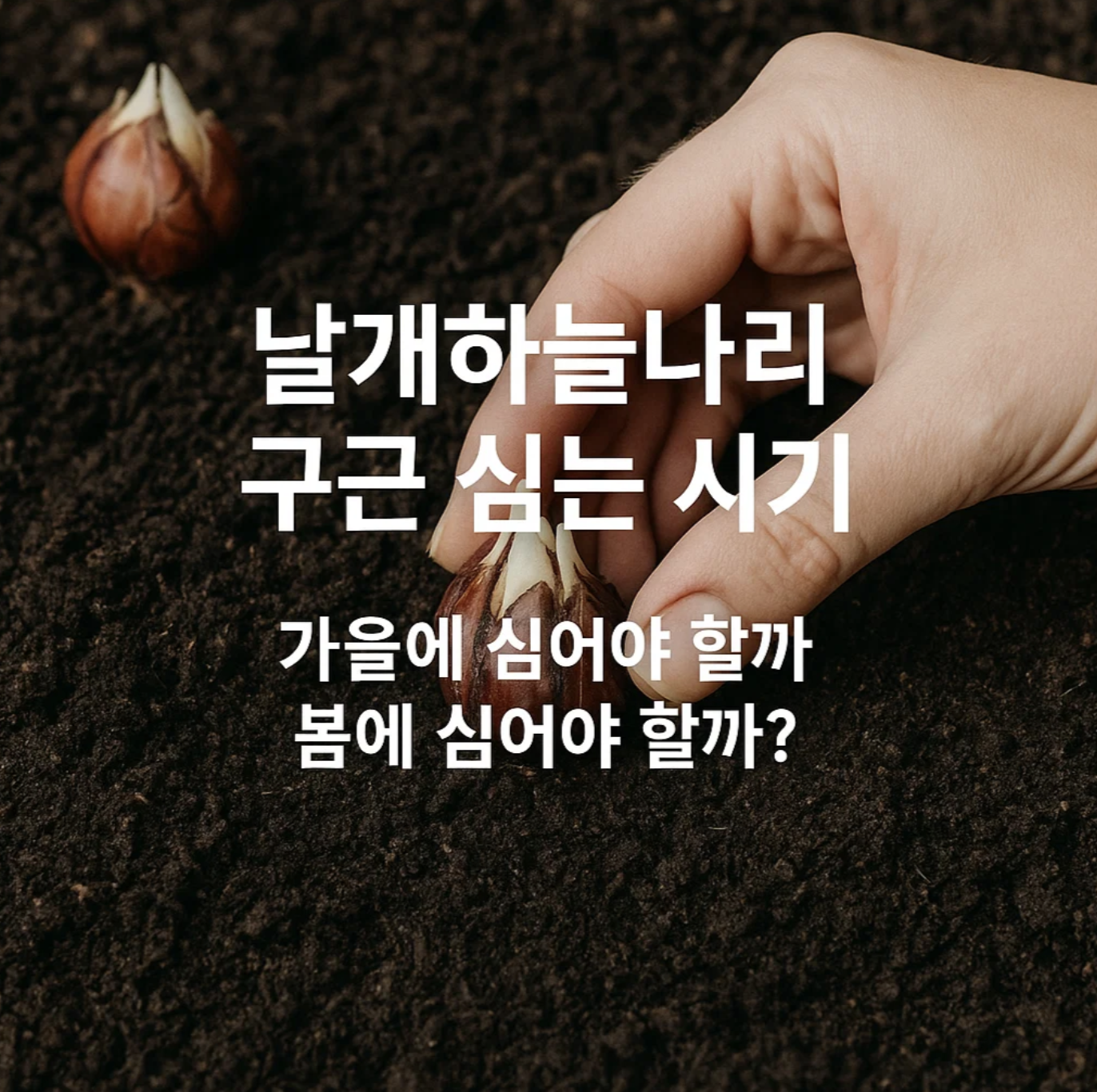 날개하늘나리 구근 심는 시기, 가을에 심어야 할까 봄에 심어야 할까?