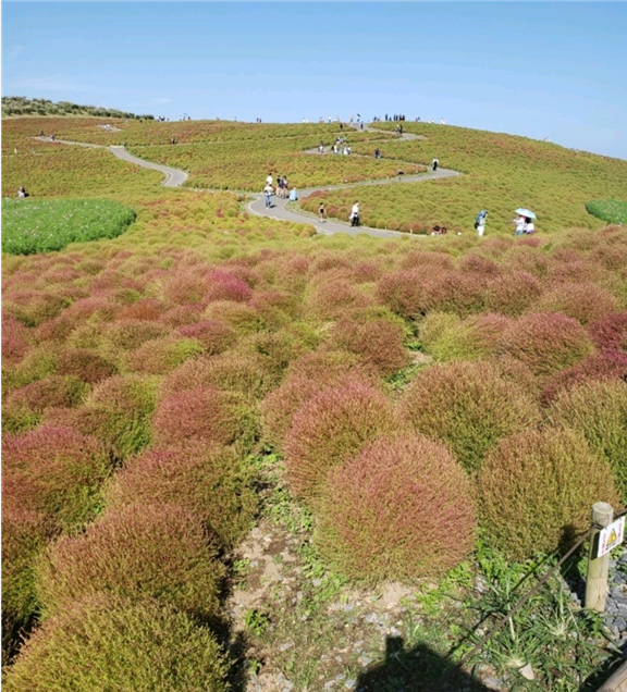 히타치해변공원(国営ひたち海浜公園)의 여름 코키아