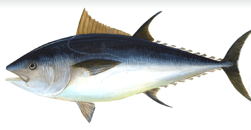 무릎관절에 좋은 음식