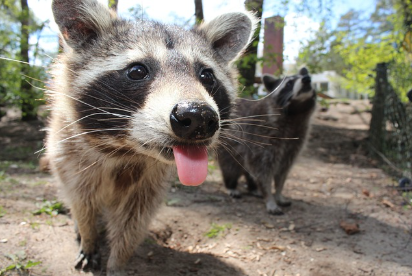 너구리의 손 씻기 습관: 자연 속의 작은 의식