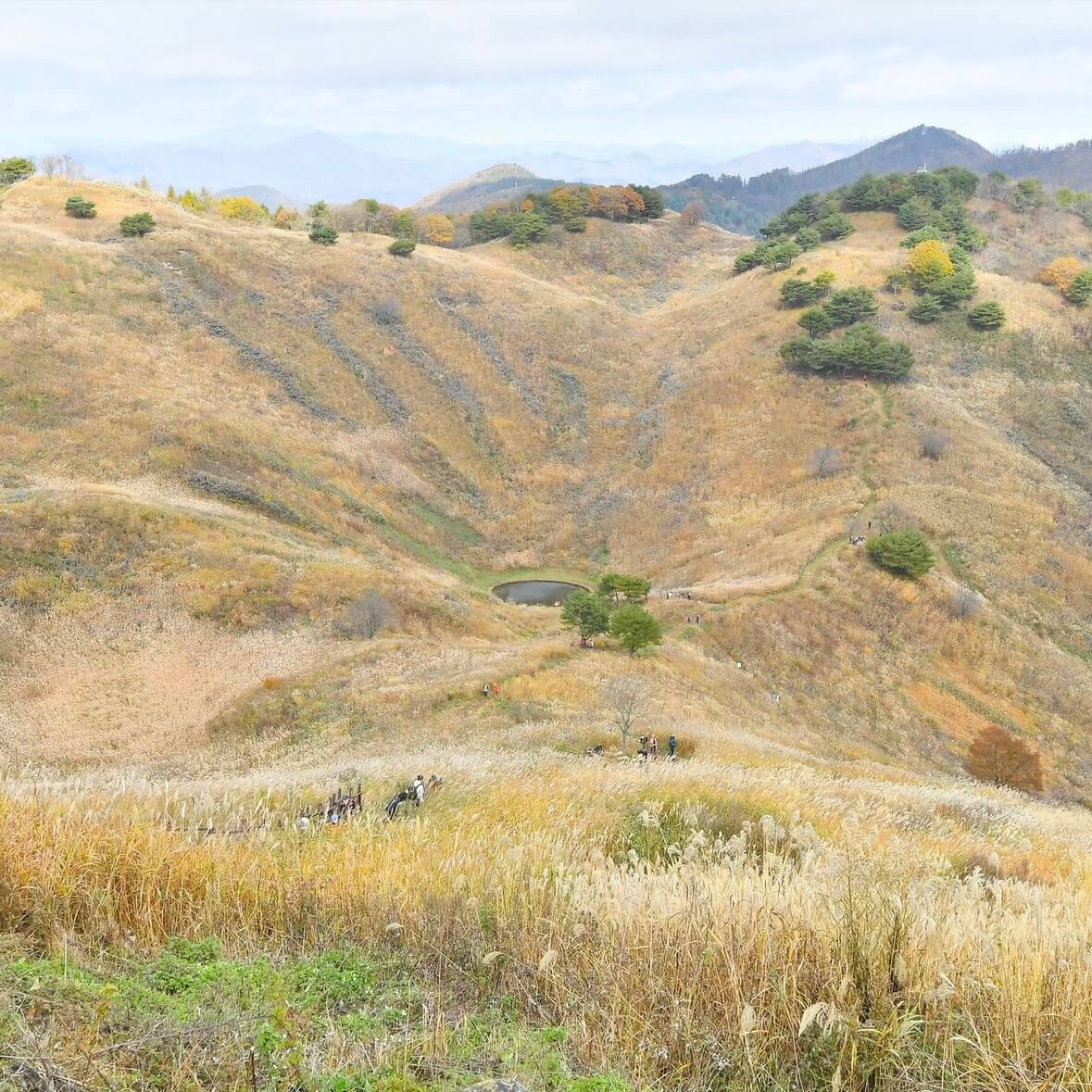 민둥산 억새꽃축제