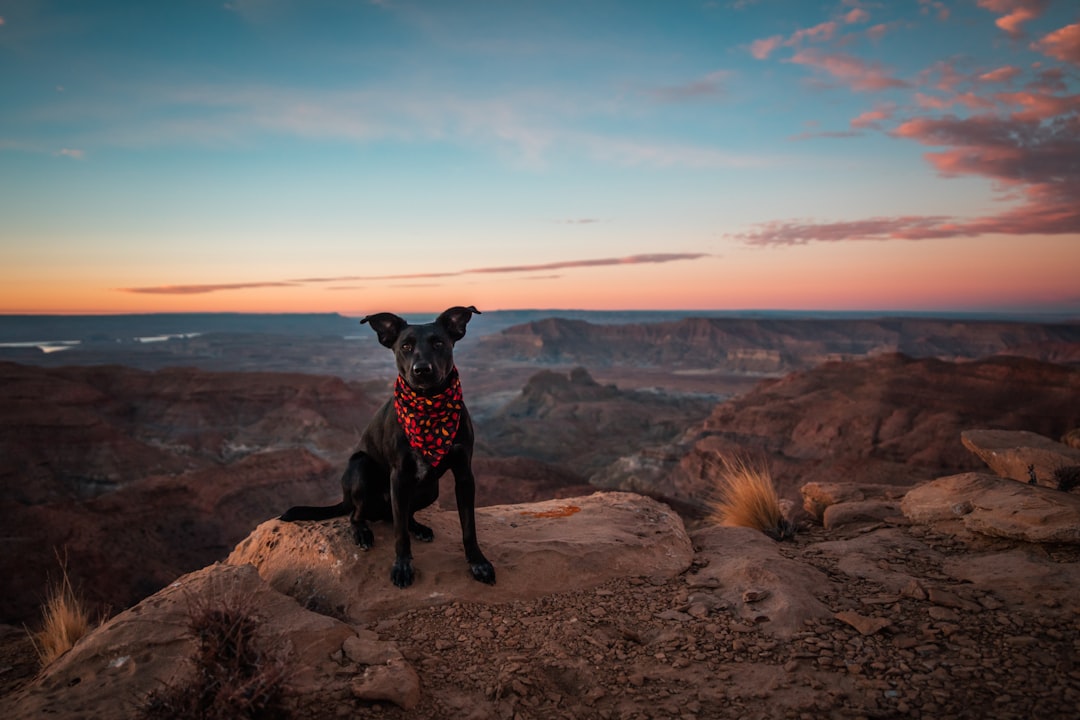 K9
