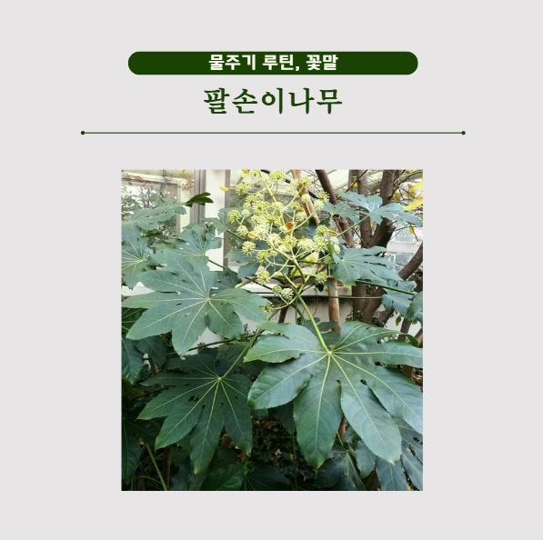 키우기쉬운 팔손이나무 꽃말 물주기 루틴