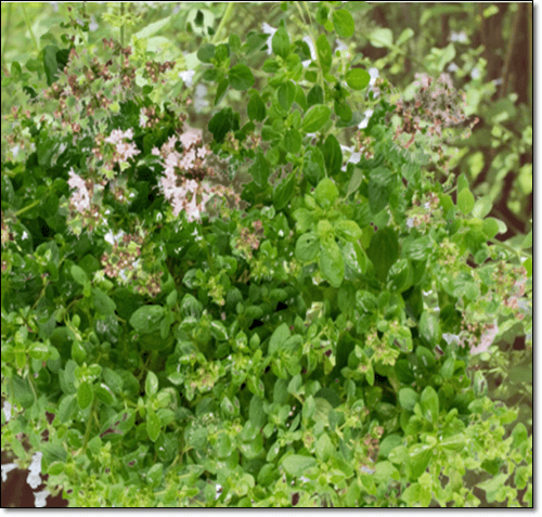 마조람 오일 효능 5가지, 마조람 꽃