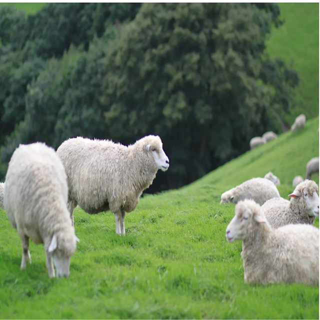 2026 양띠 신년운세 무료 보기