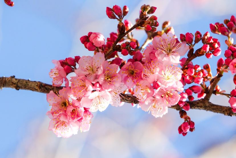 진해군항제 벚꽃축제 일정 및 행사안내