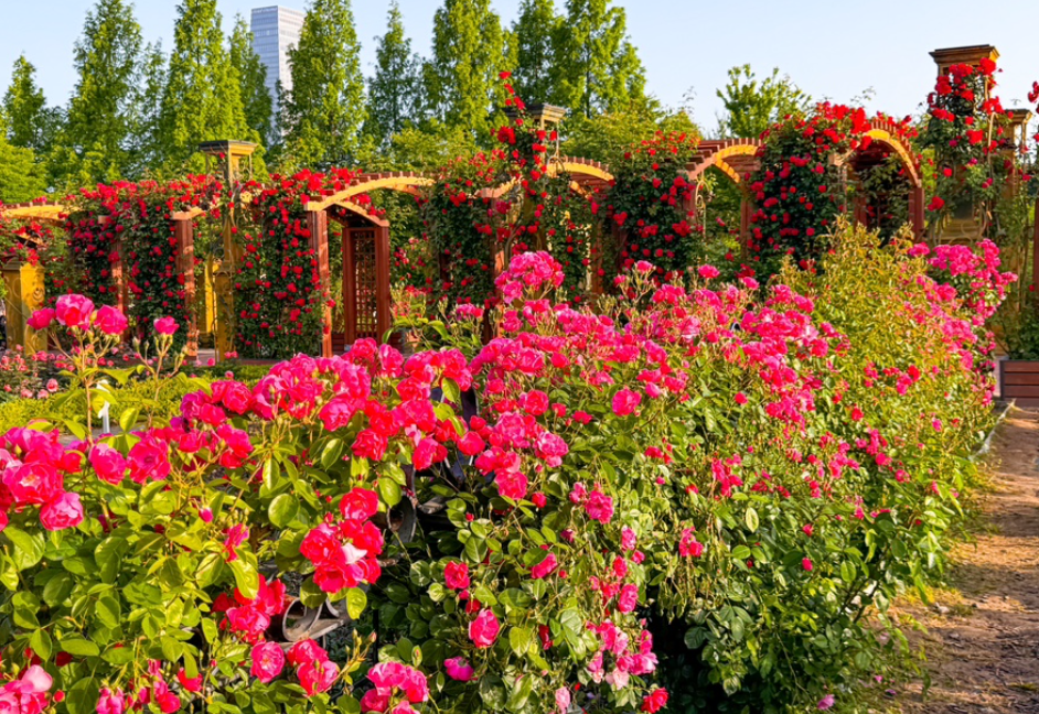 한밭수목원 봄꽃 장미