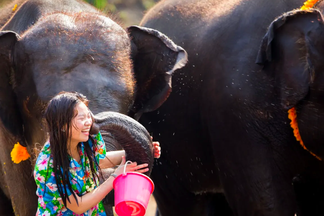 코끼리 정글 생츄어리 프로그램