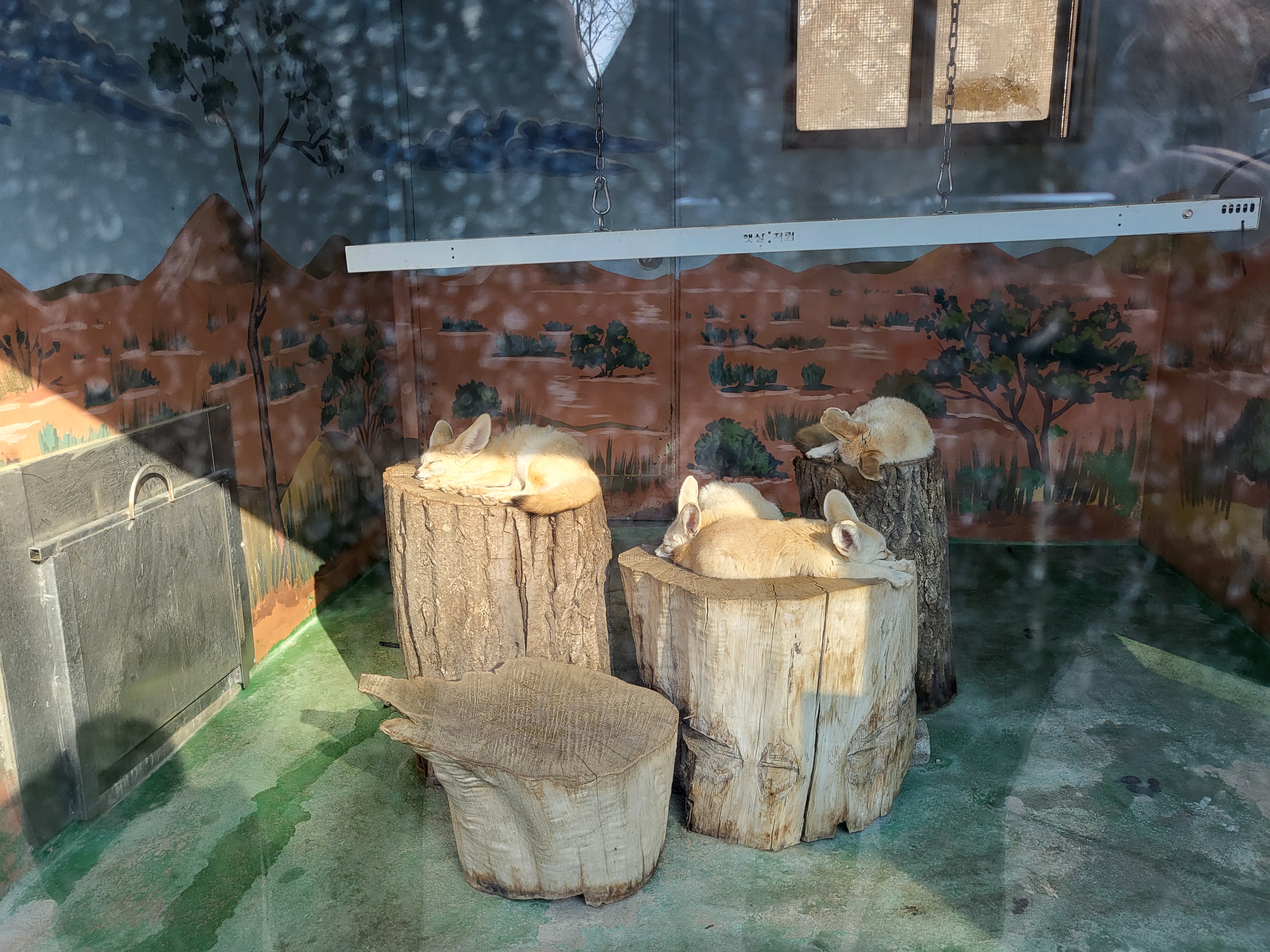 청주 동물원 - 사막여우