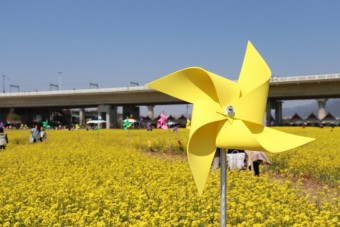 부산낙동강유채꽃사진