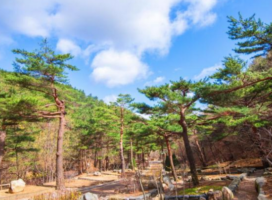 솔향수목원-전경