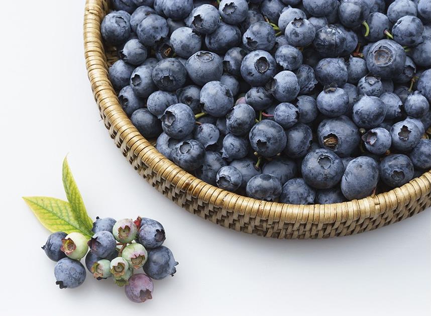 생생정보 수확의 달인 블루베리 썸네일