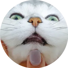 "고양이
