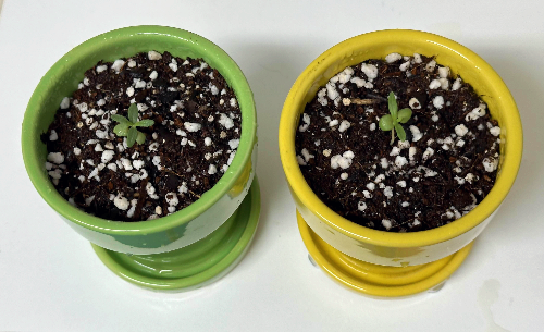 다이소 로즈마리