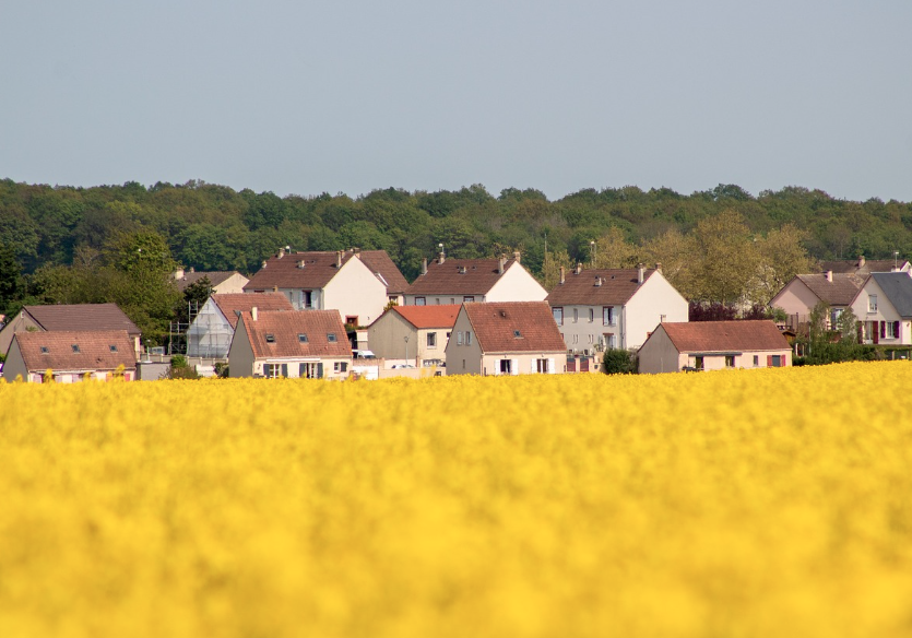 창녕 낙동강 유채축제