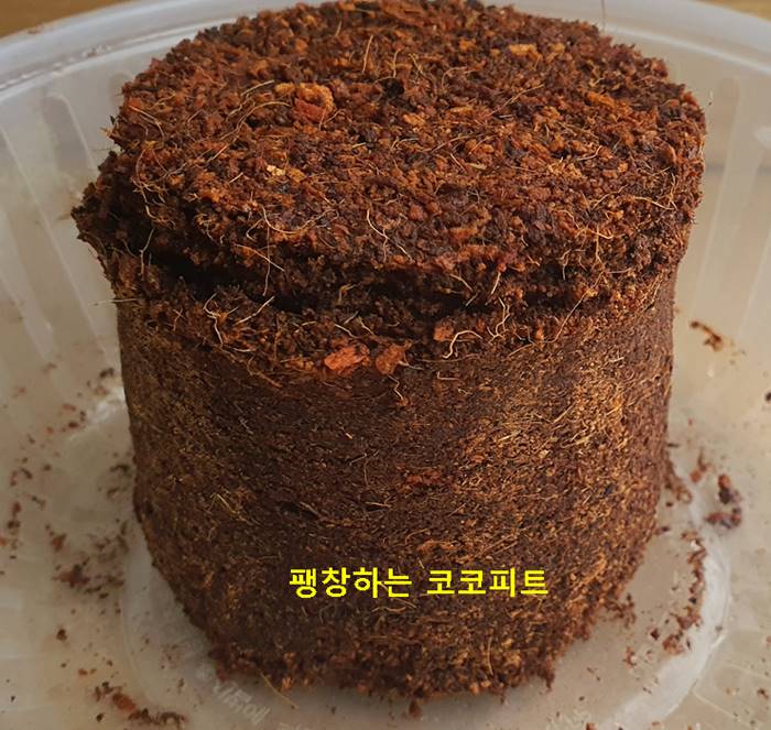 팽창하는 코코피트