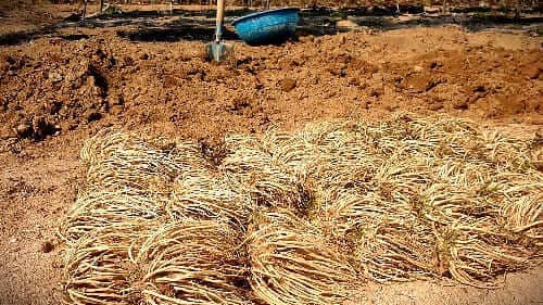 삼채심기-종근용-삼채뿌리-수확