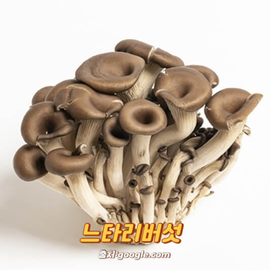 느타리버섯