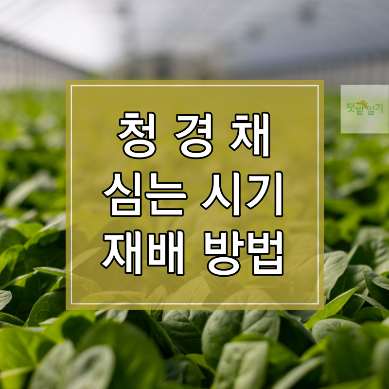 청경채 심는 시기 및 재배방법 썸네일