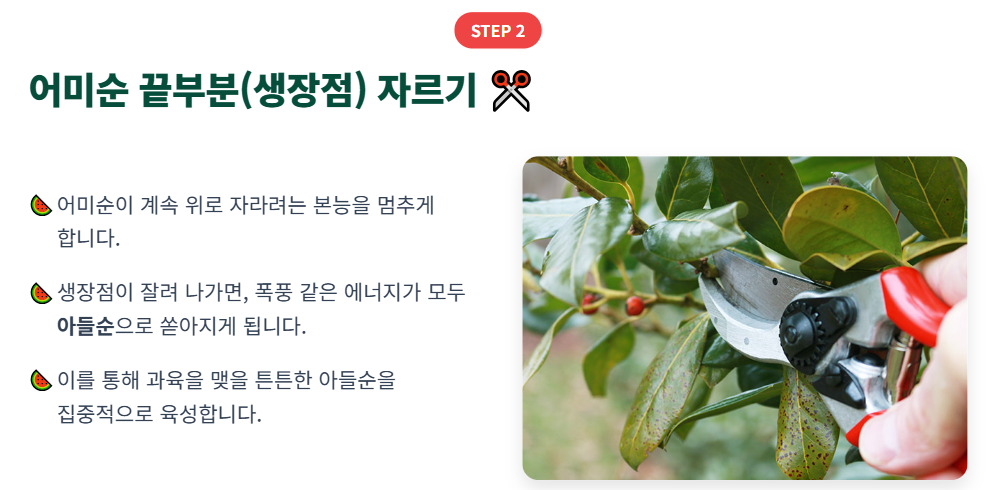 수박 순치기 방법