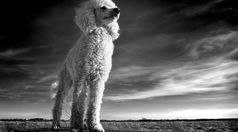 친구가 이사가는 꿈해몽 - 변화와 기회의 상징