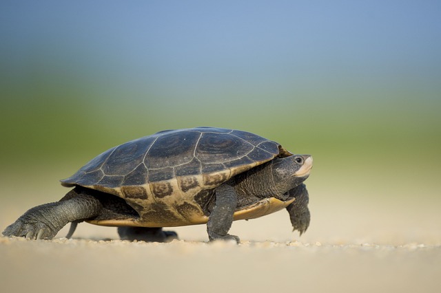 turtle-1850190_640