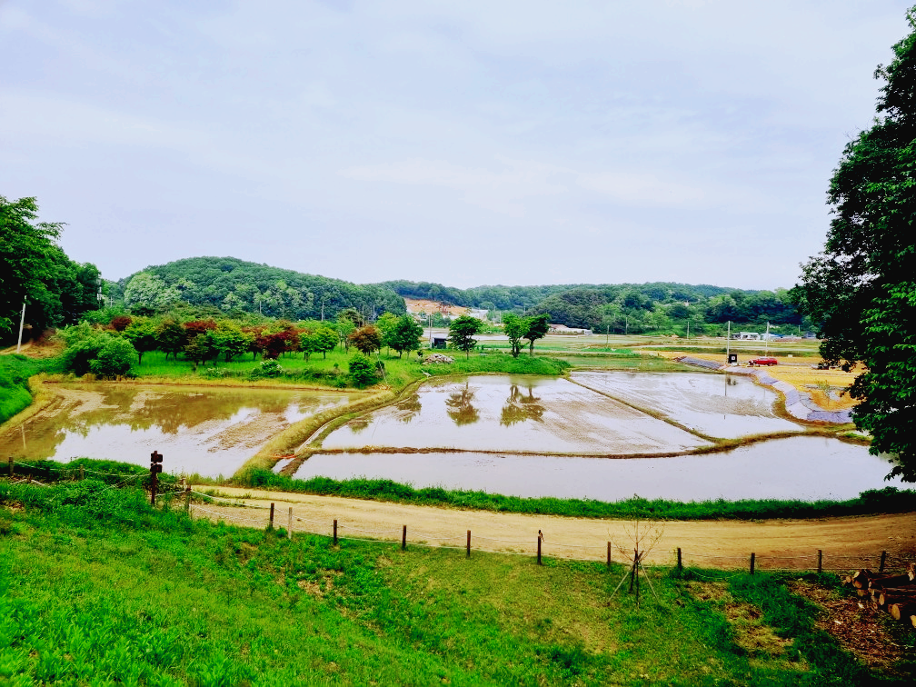 김포 가혜리카페: 또 가고 싶은 자연 속 브런치카페&amp;#44; 리뷰이벤트&amp;#44; 평화누리길