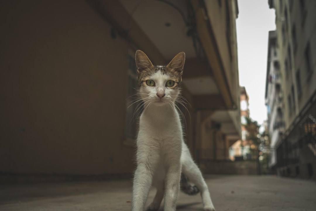 Owner