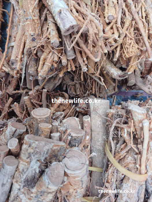 꾸지뽕 효능 먹는 방법 나무 뿌리