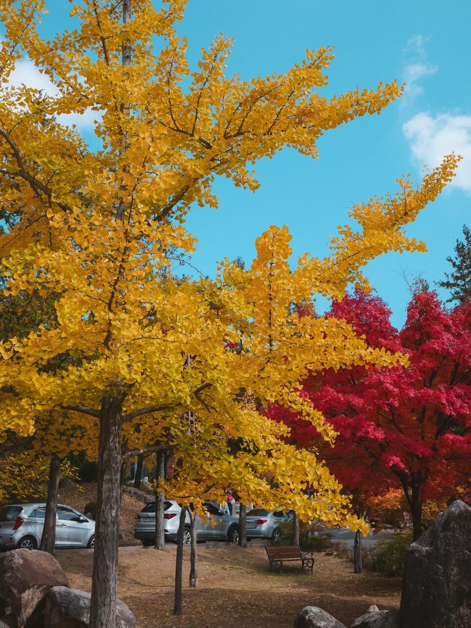 대구 가볼만한 단풍 여행은 어디일까? 대구 단풍 여행 총정리!