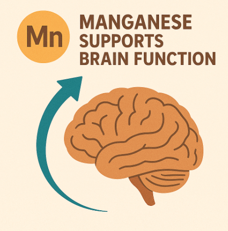 망간이 뇌에 작용하는 역할