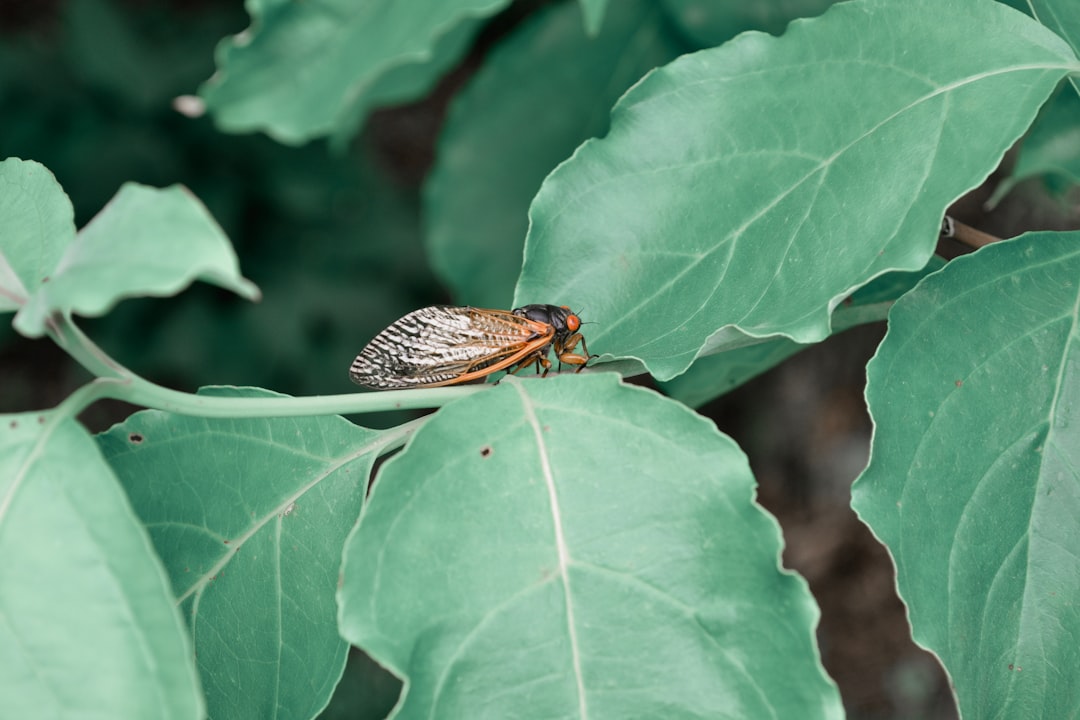 Cicada