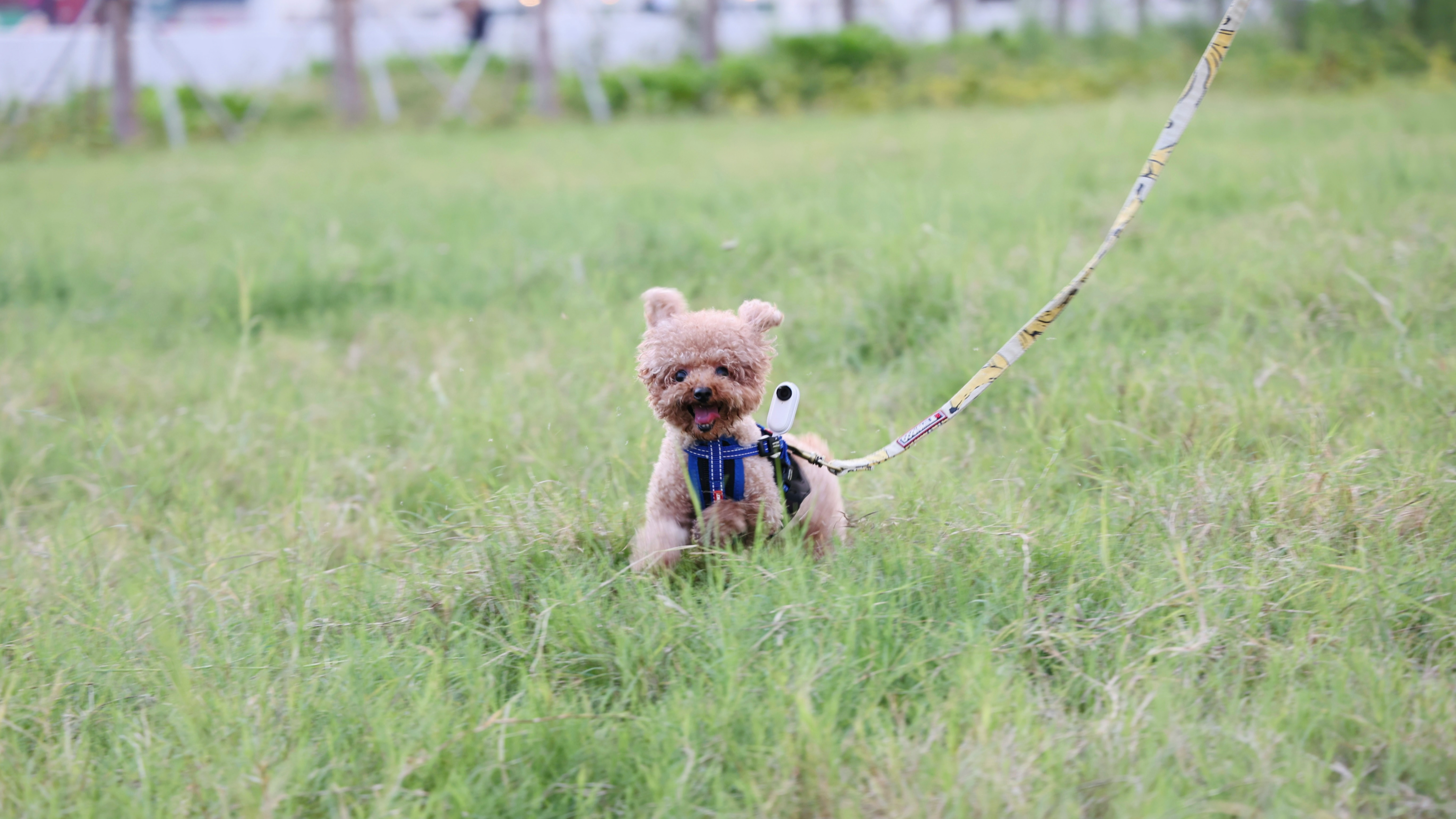 푸른 잔디를 뛰어다니는 갈색 강아지