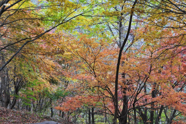 2024년 가을 단풍 시기 (단풍 절정기) 추천 여행지 🍁
