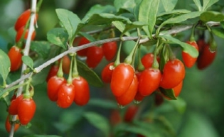 구기자 효능 부작용