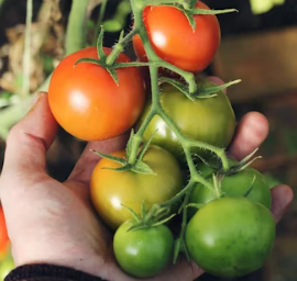 토마토 효능 부작용 고르는법 칼로리