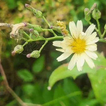 왕고들빼기 효능과 섭취시 주의사항 건강 정보_15