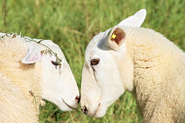 양띠생의 성격-양띠를 알아보자-예술적인 순수함